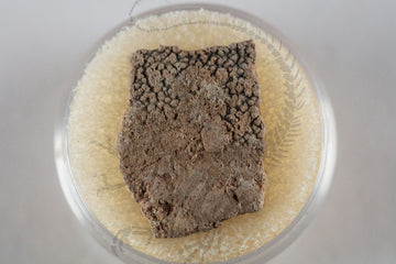 Garrigatitan (Titanosaur) Eggshell