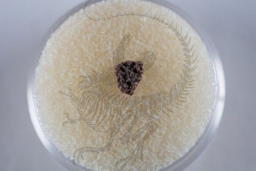 Pyroraptor Eggshell