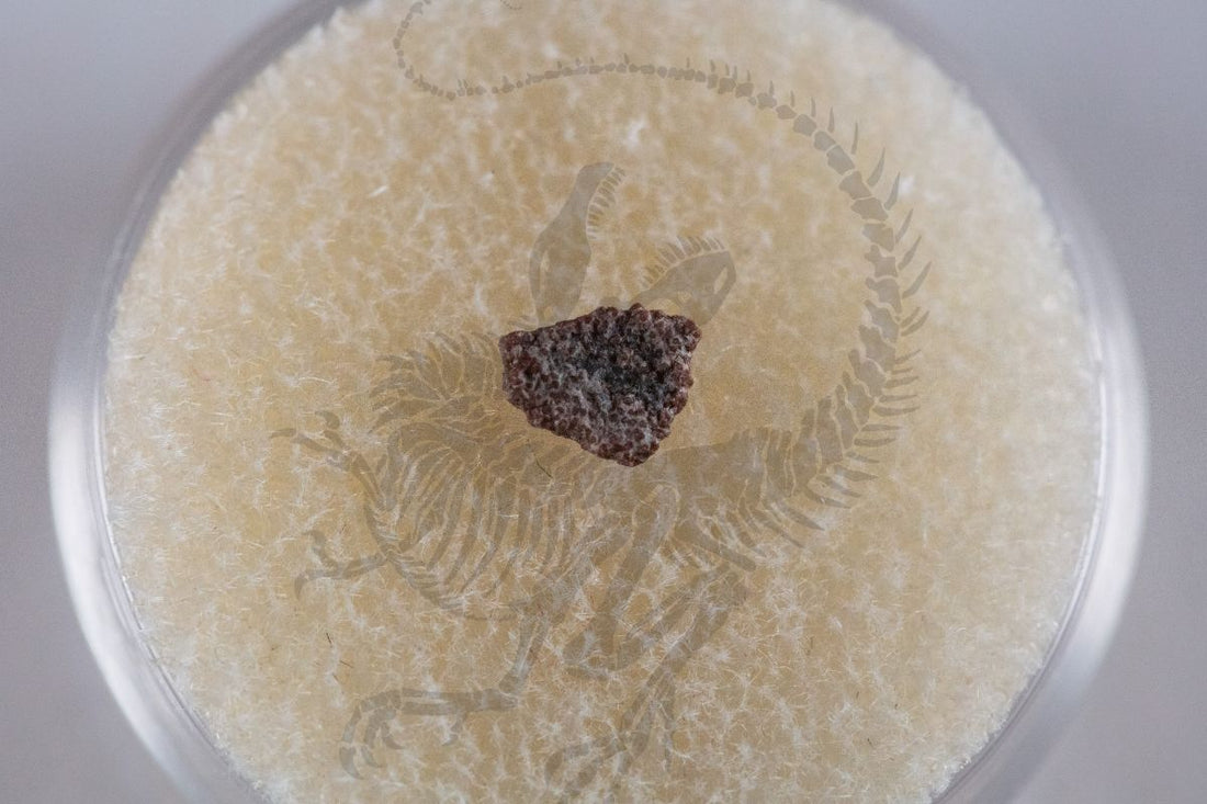 Pyroraptor Eggshell