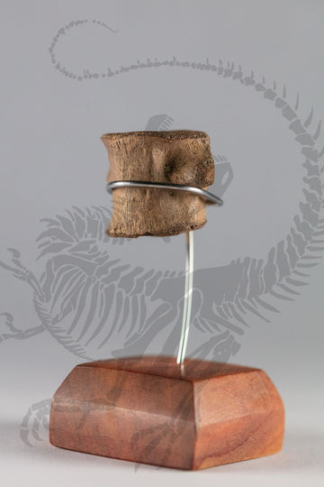 Champsosaurus Vertebra