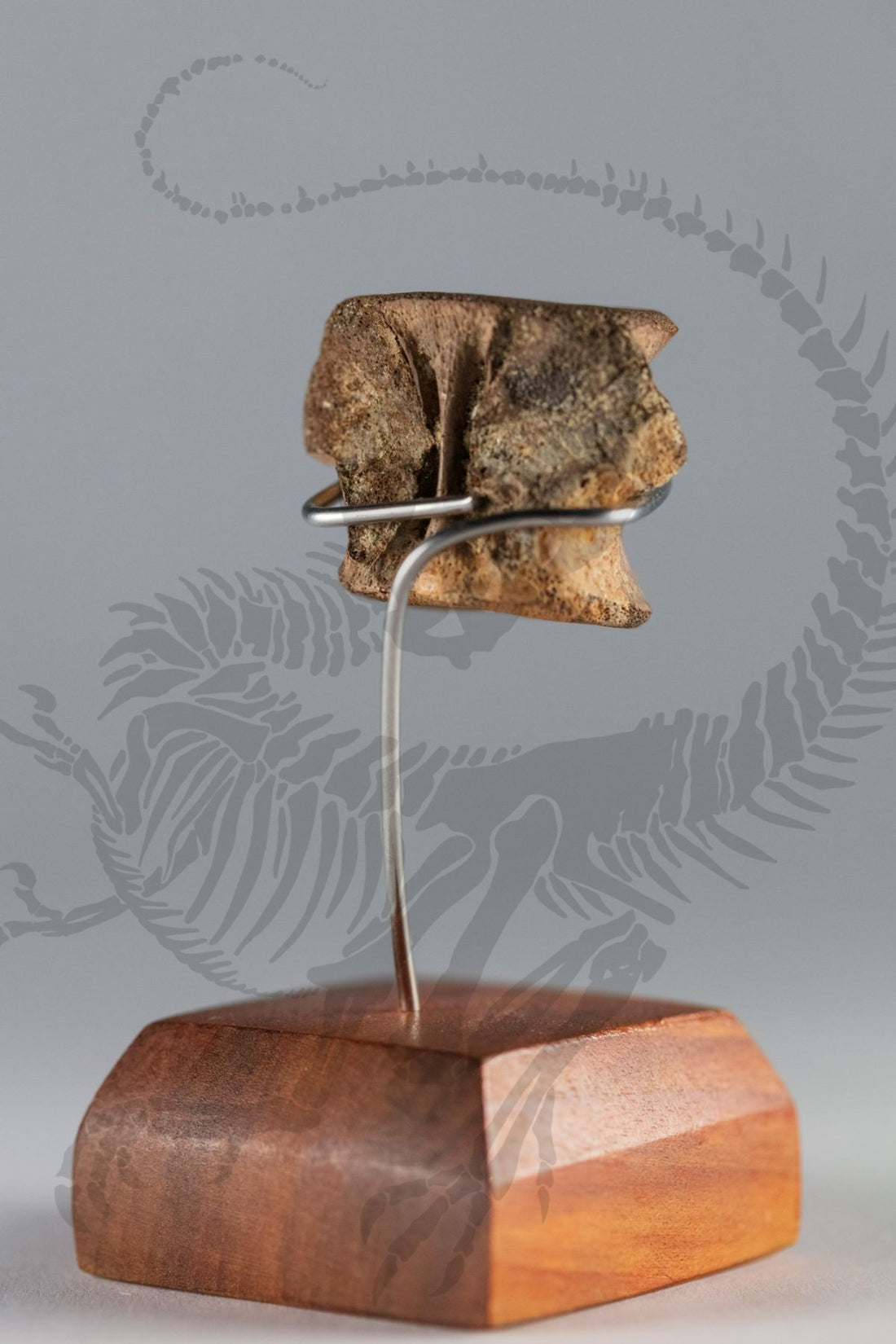 Champsosaurus Vertebra
