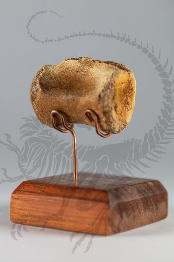 Pachycephalosaurus Vertebra