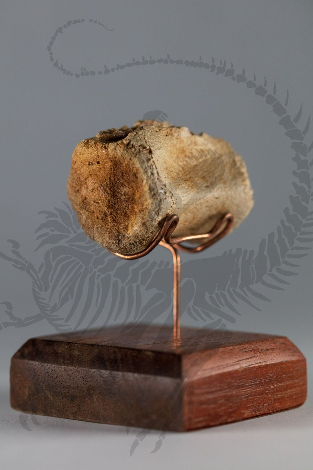 Pachycephalosaurus Vertebra