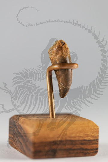 Tyrannosaurus Rex Tooth