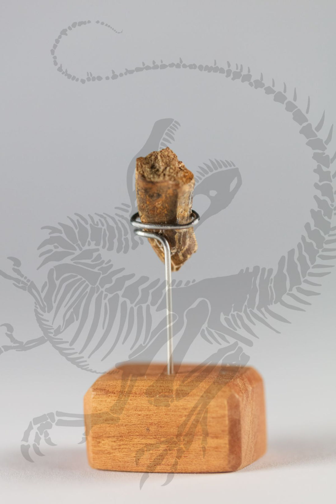 Juvenile Tyrannosaurus Rex / Nanotyrannus Tooth