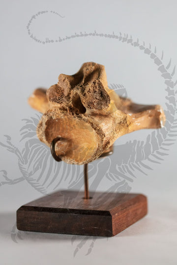 Mosasaurus Cervical Vertebrae