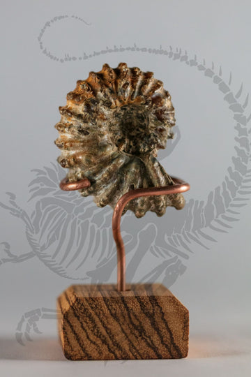 Douvilleiceras Ammonite