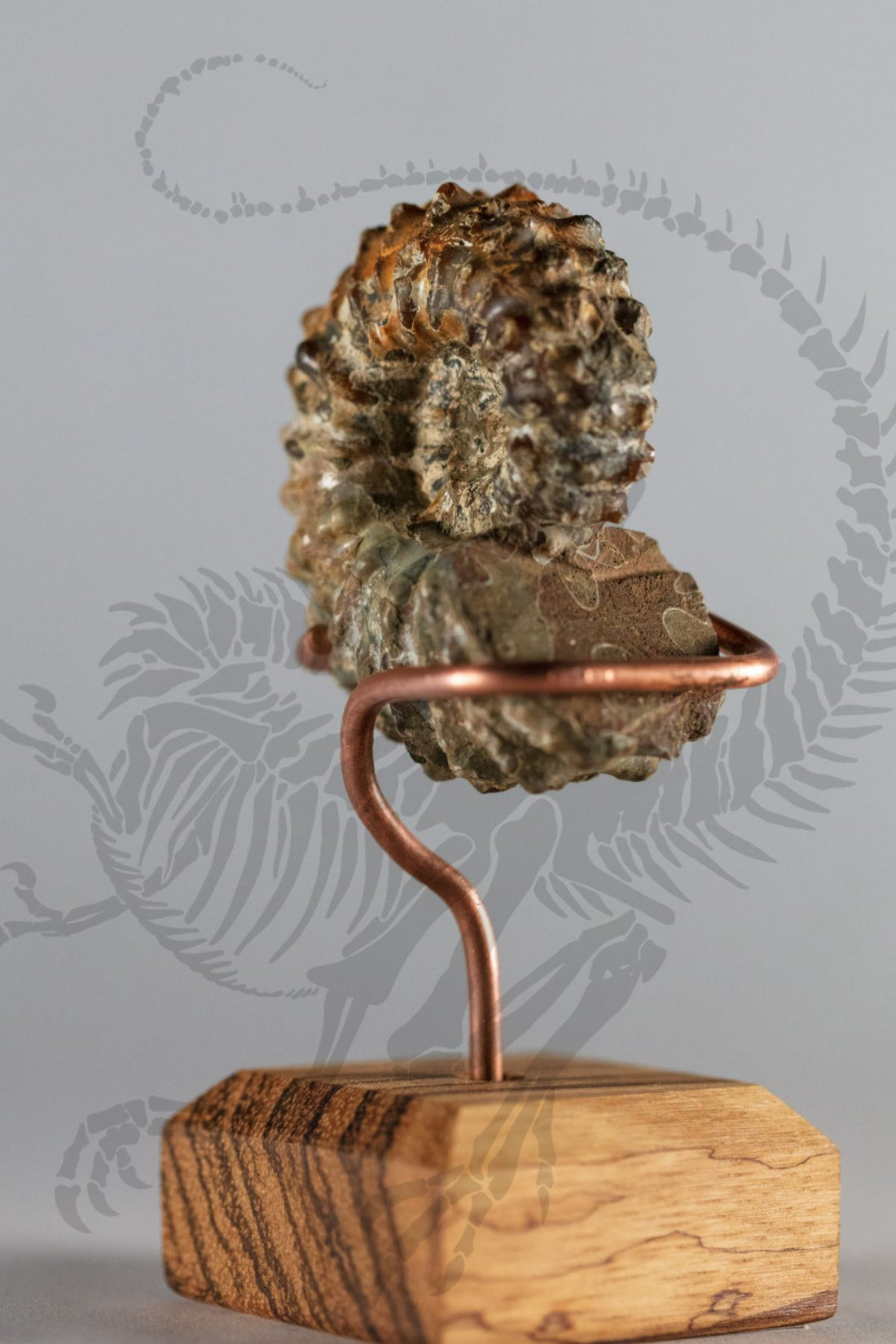 Douvilleiceras Ammonite