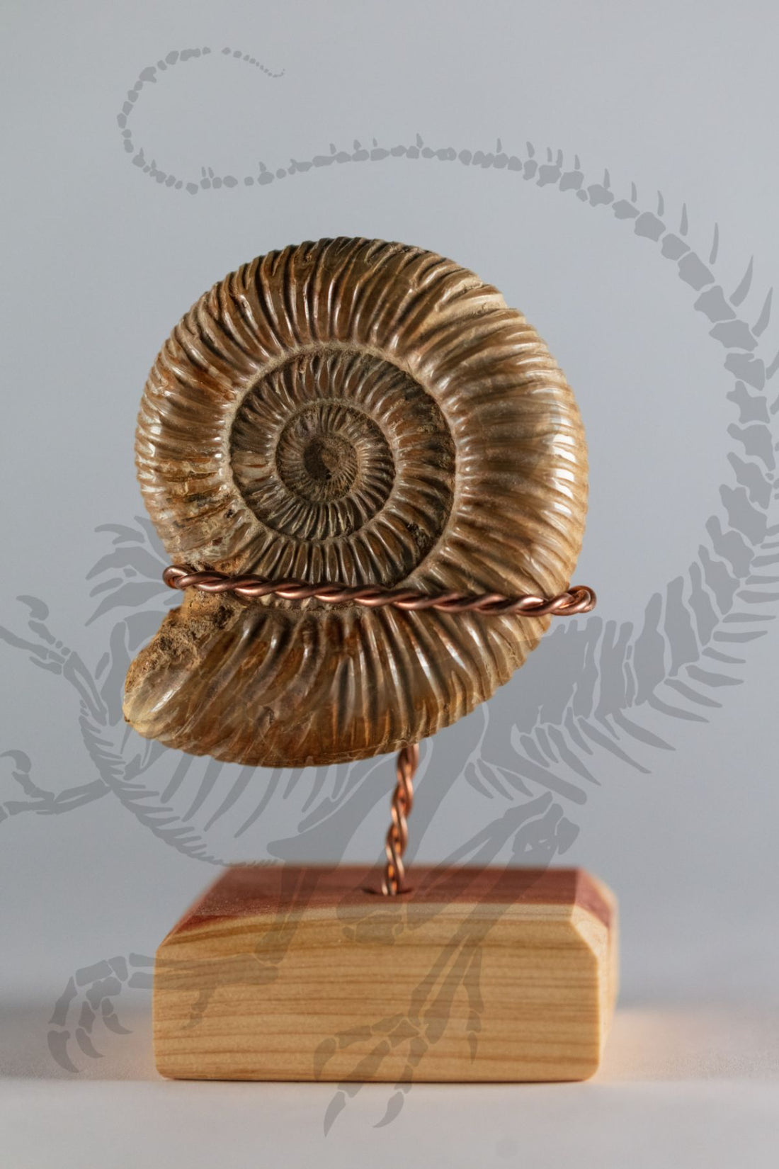 Madagascar Ammonite
