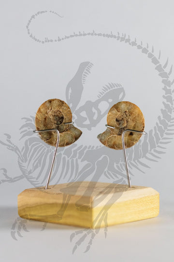 Split Polished Ammonites