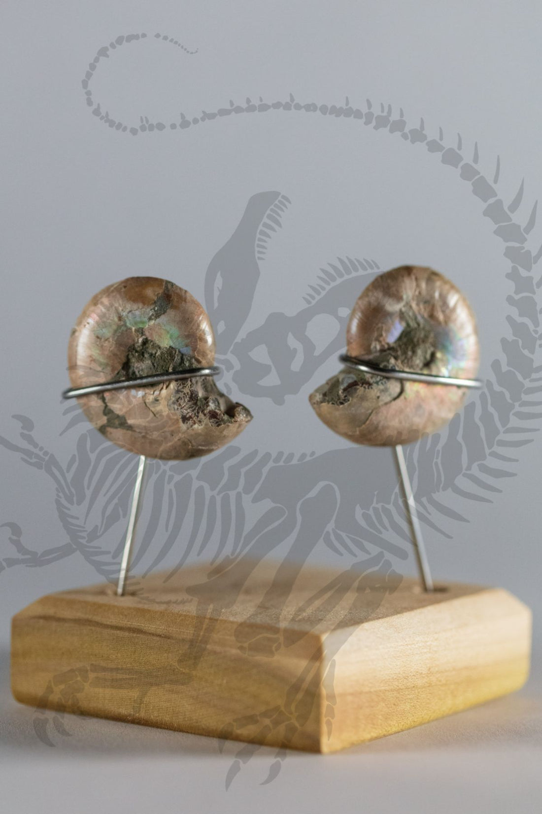 Split Polished Ammonites