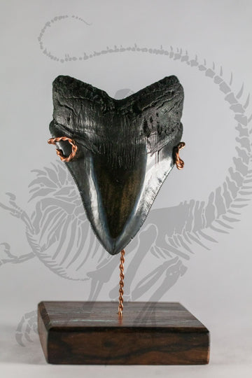Pyritic Megalodon Tooth (A-Grade)