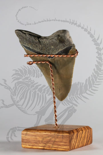 Megalodon Tooth (A-Grade)