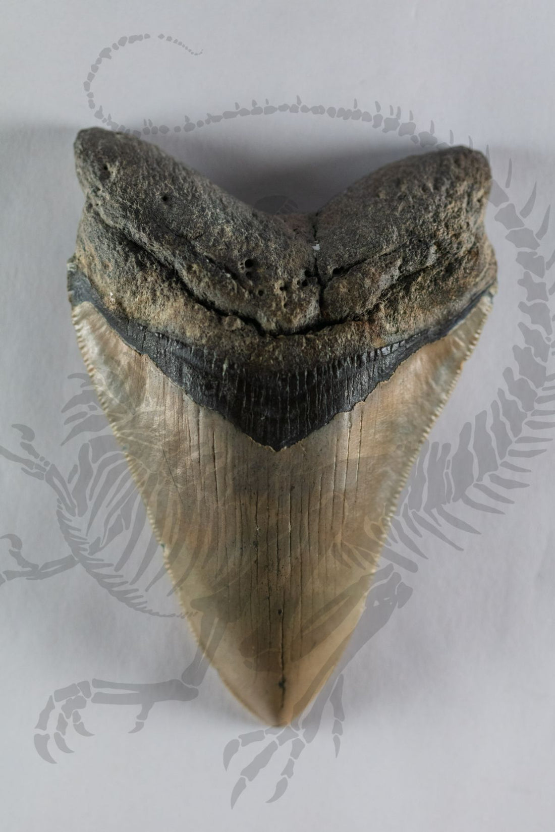 Megalodon Tooth (A-Grade)