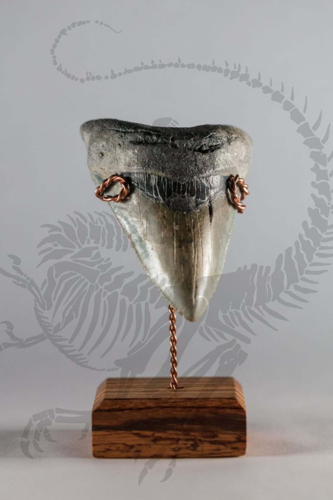 Megalodon Tooth (A-Grade)