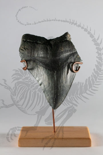 Sheared Megalodon Tooth
