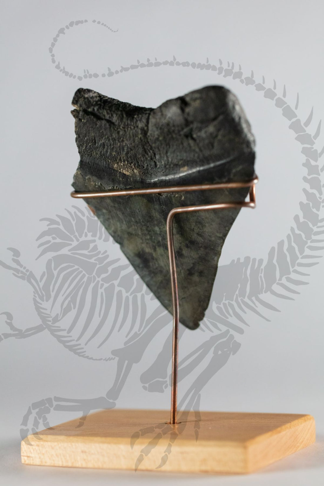 Sheared Megalodon Tooth