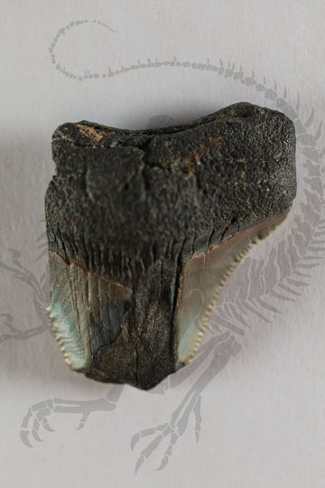 Megalodon Tooth Shard