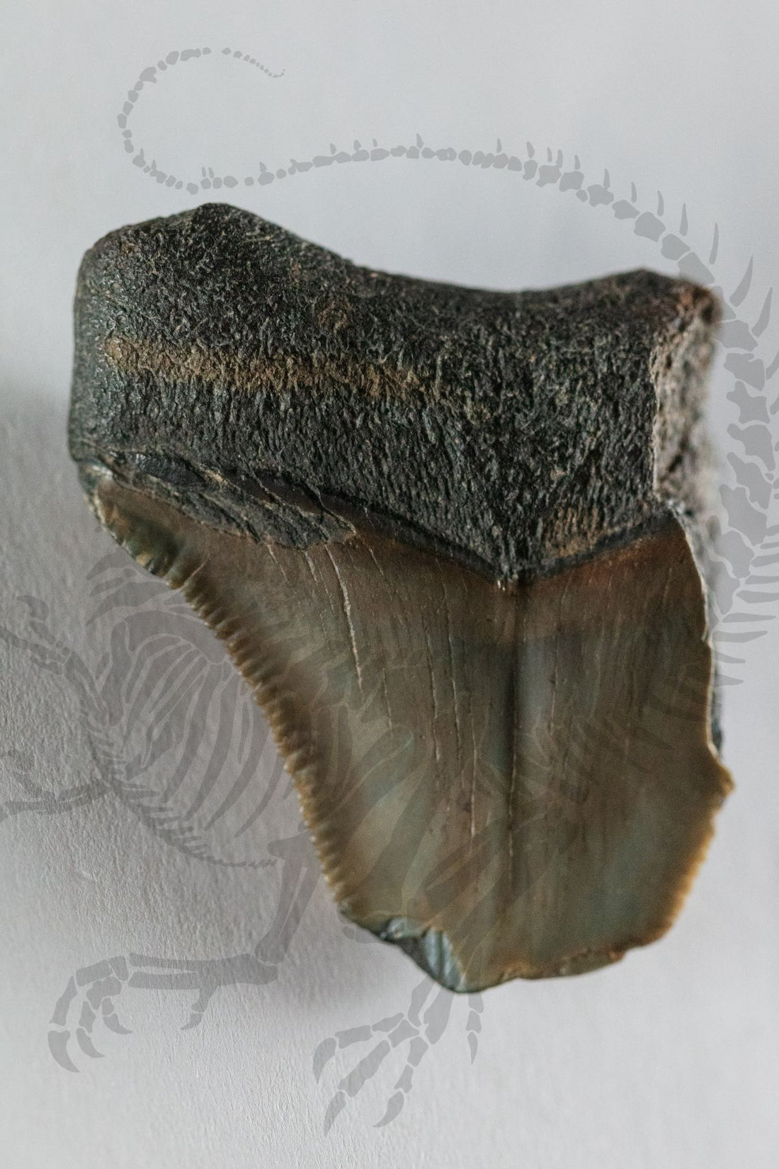 Megalodon Tooth Shard