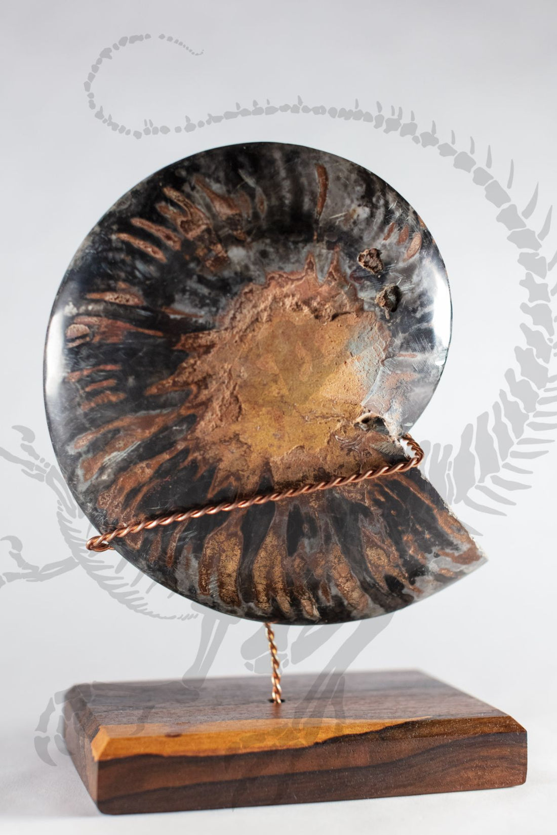 Rare Black Agatized Polished Ammonite