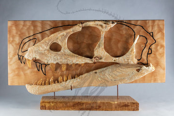 Raptorex Partial Skull Display