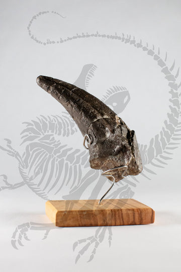 Allosaurus Toe Claw