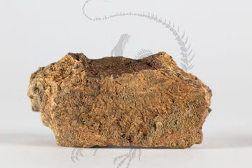 Triceratops Frill Piece