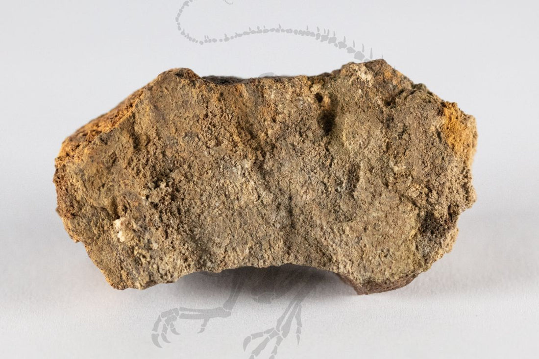 Triceratops Frill Piece