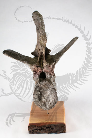 Allosaurus Vertebra