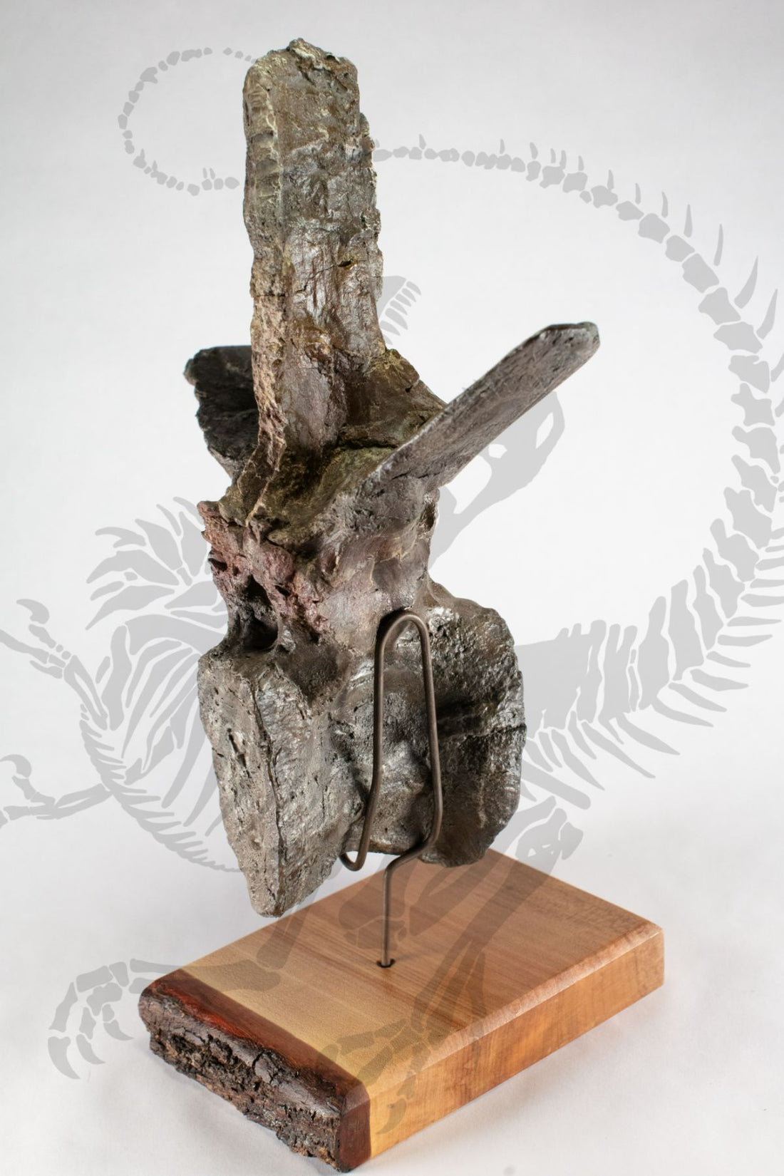 Allosaurus Vertebra