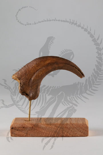 Dromaeosaurus Claw