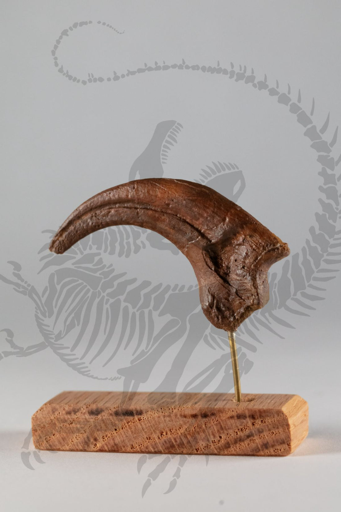 Dromaeosaurus Claw
