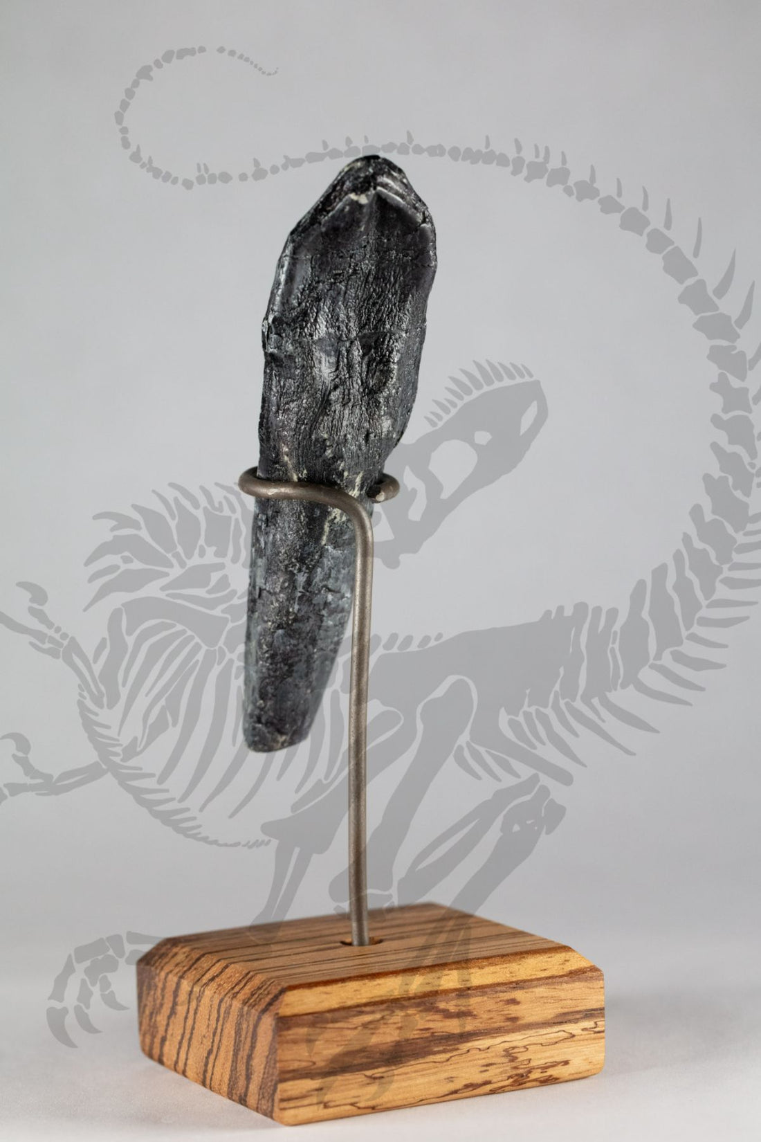 Camarasaurus Tooth