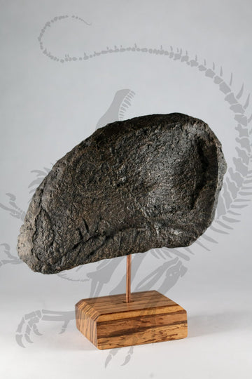 Atlasaurus Claw
