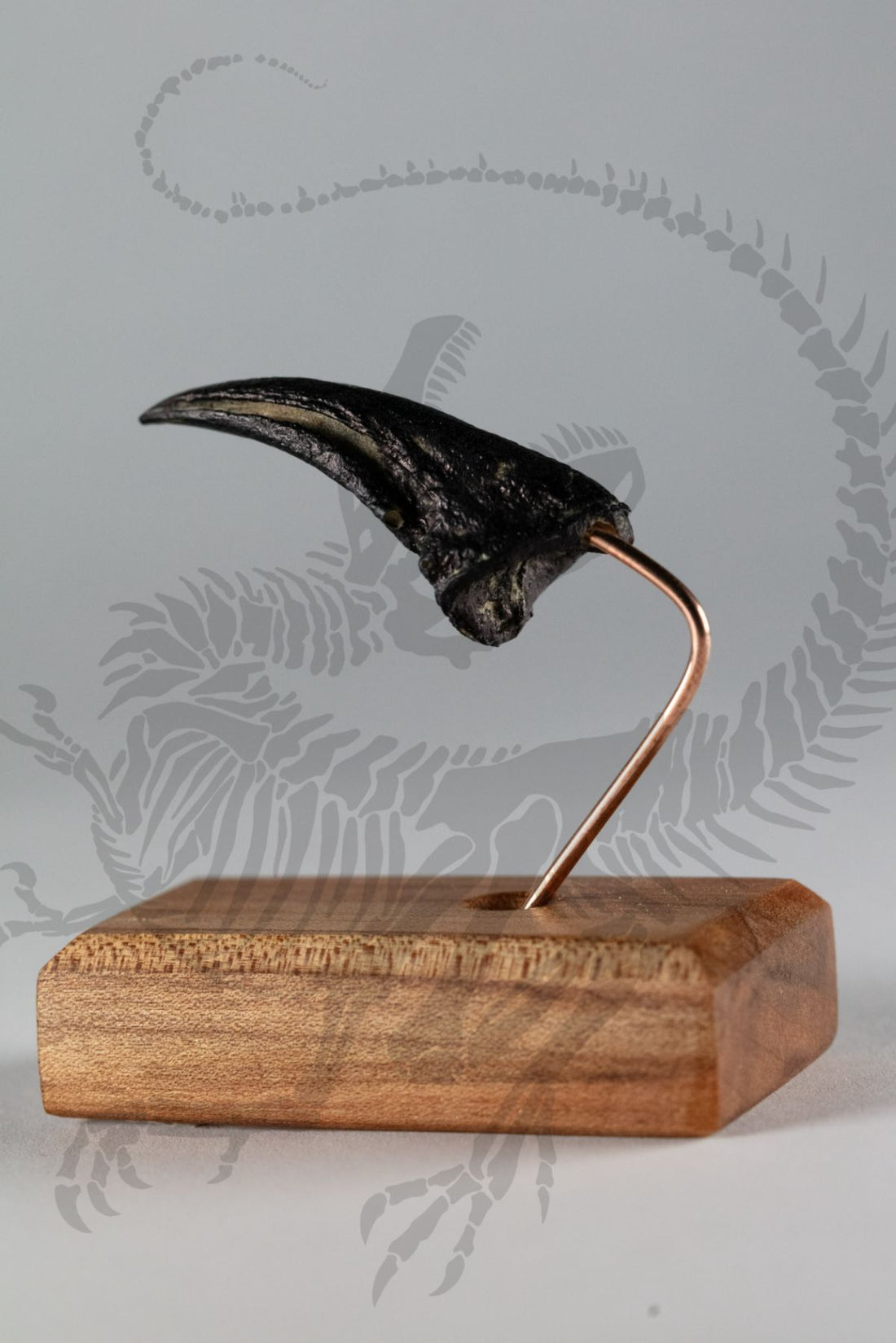 Dryosaurus Claw