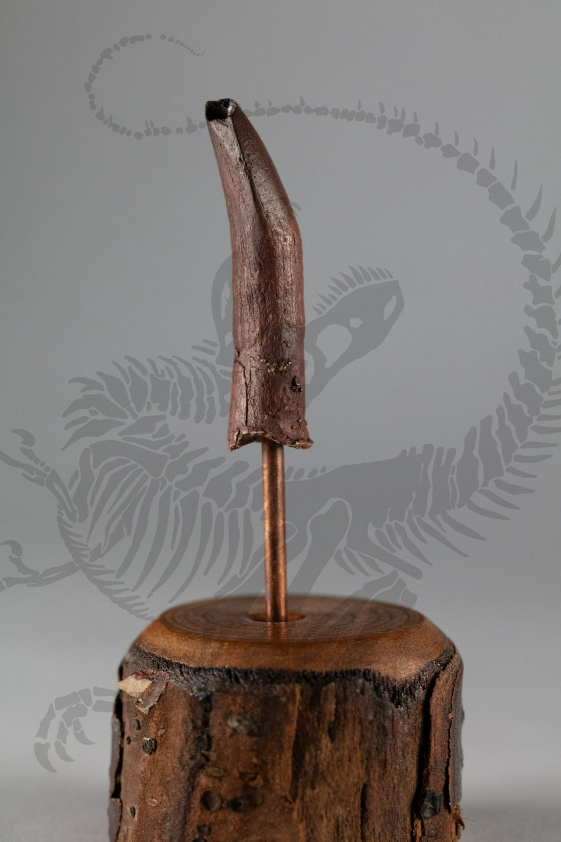 Diplodocus Tooth