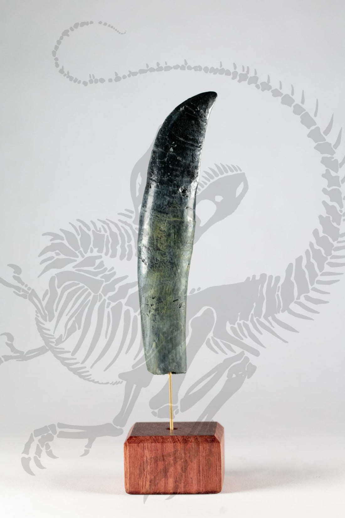 Rooted Allosaurus Teeth