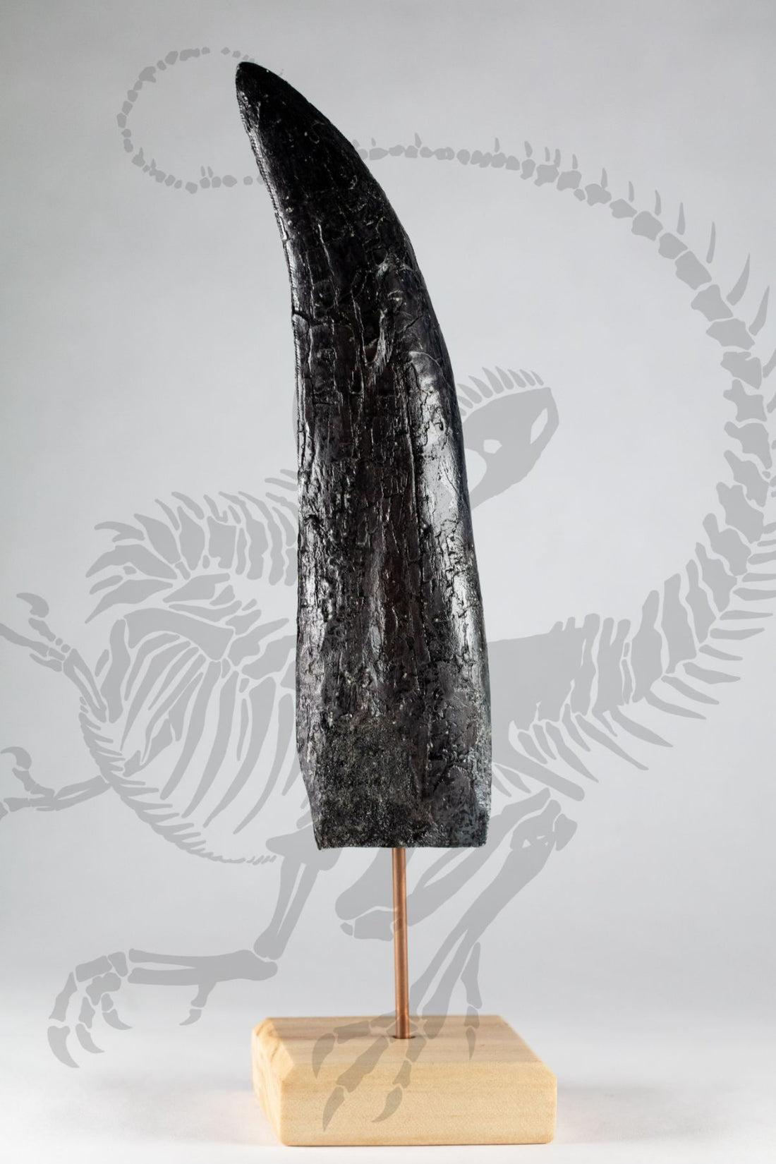 Torvosaurus Tooth