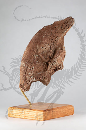 Ground Sloth Claw