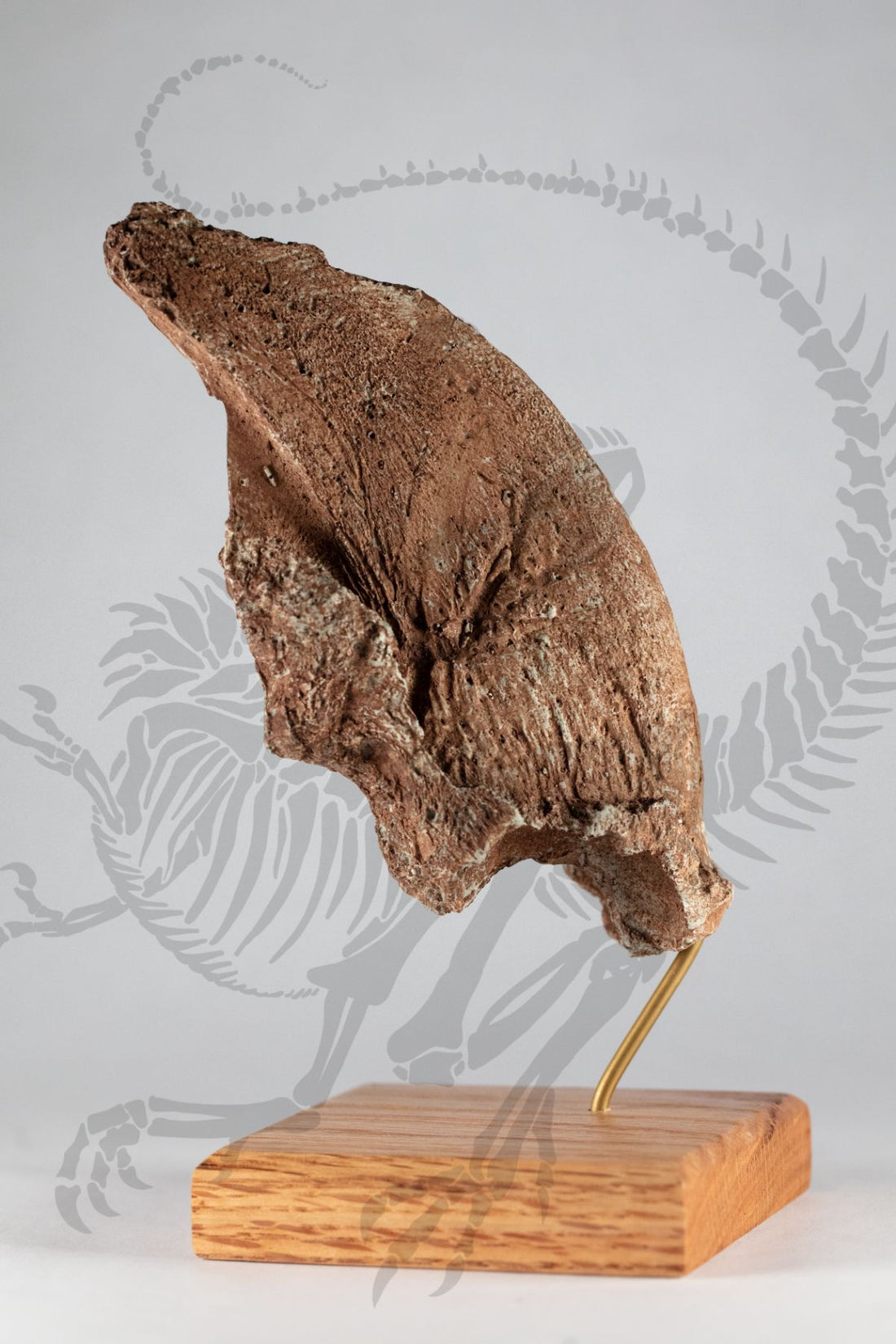 Ground Sloth Claw