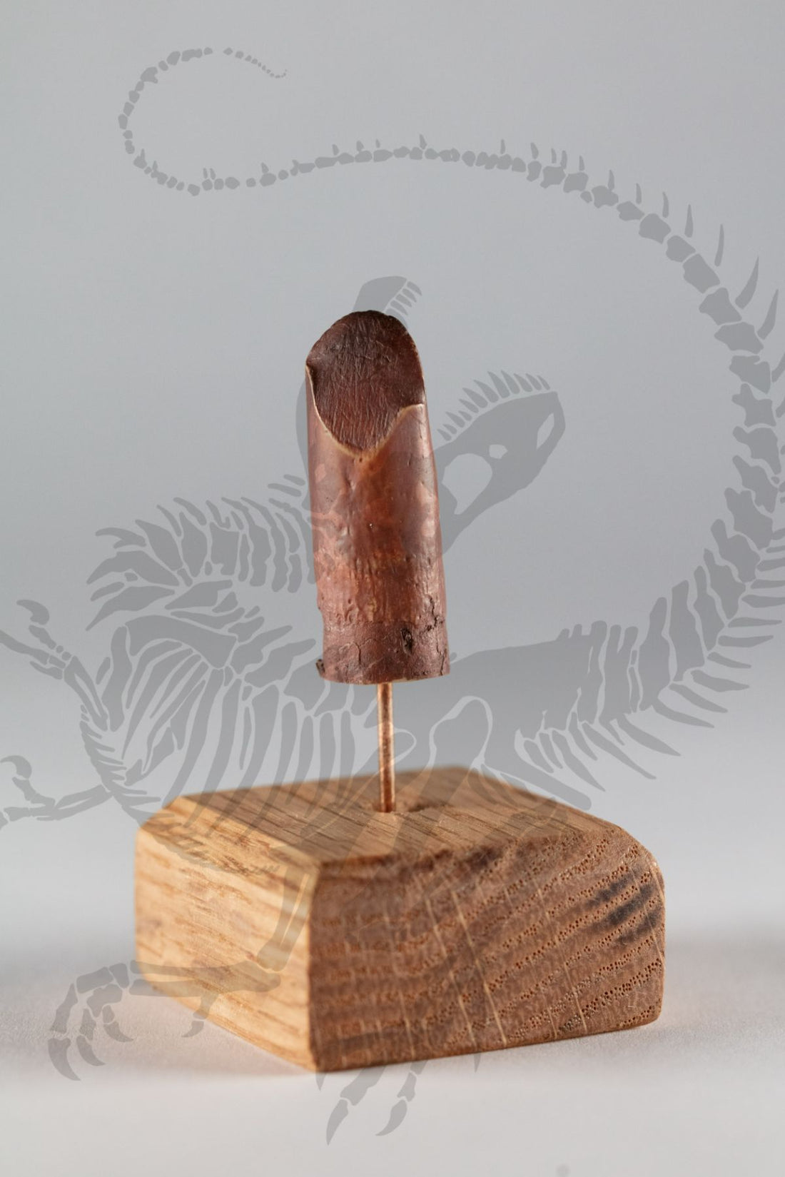 Rebbachisaurus Tooth