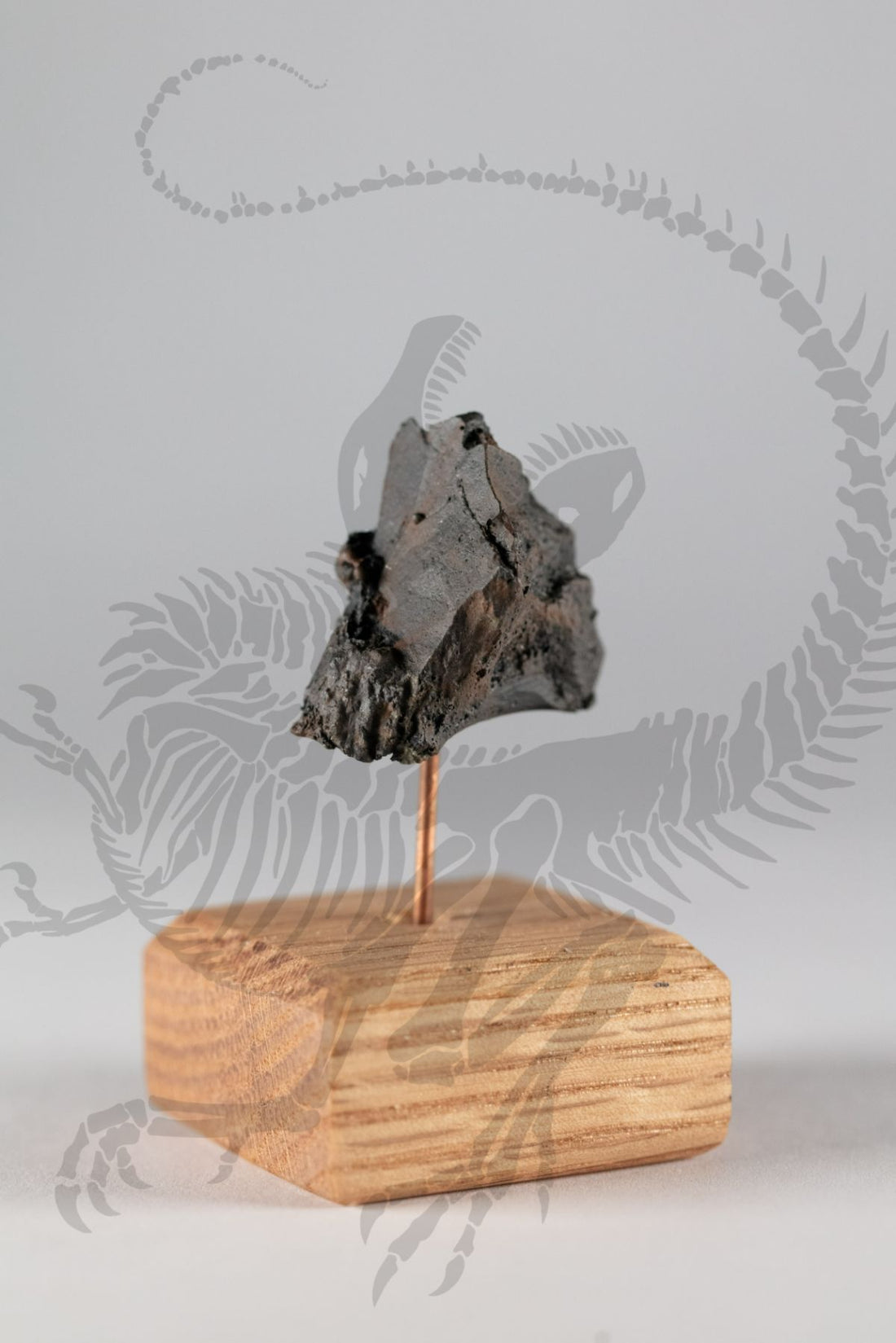 Triceratops Tooth