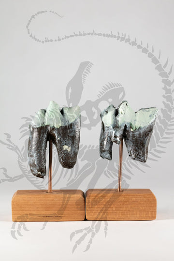 Smilodon Molars