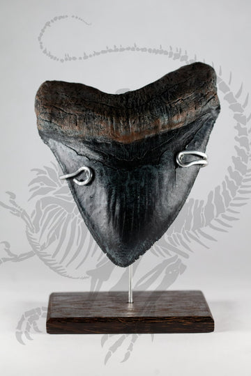 Megalodon Tooth