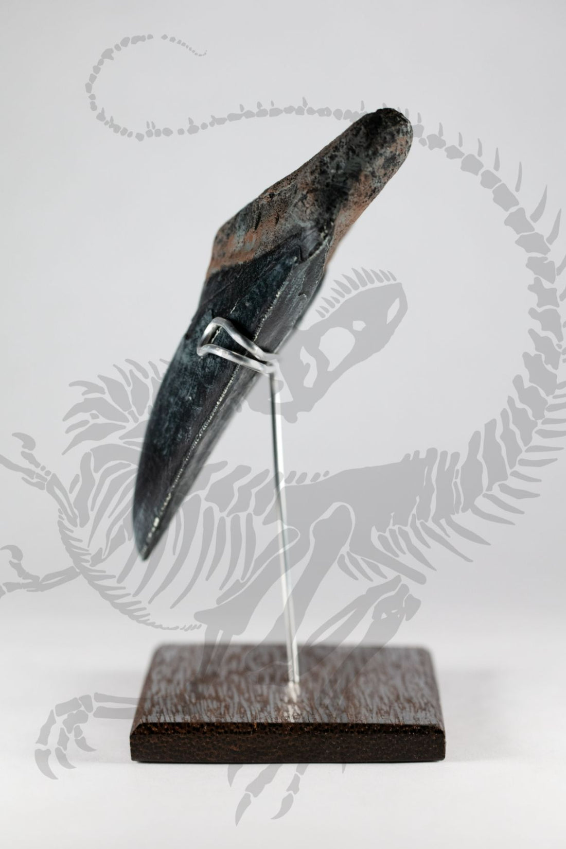 Megalodon Tooth