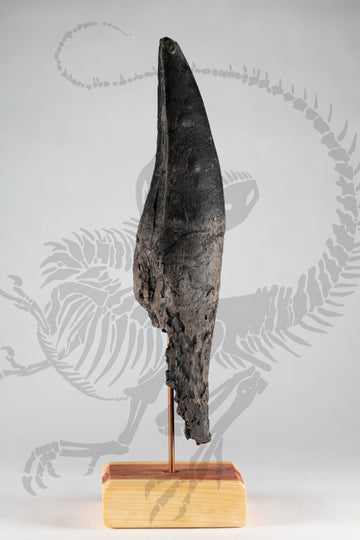 Tyrannosaurus Rex Tooth