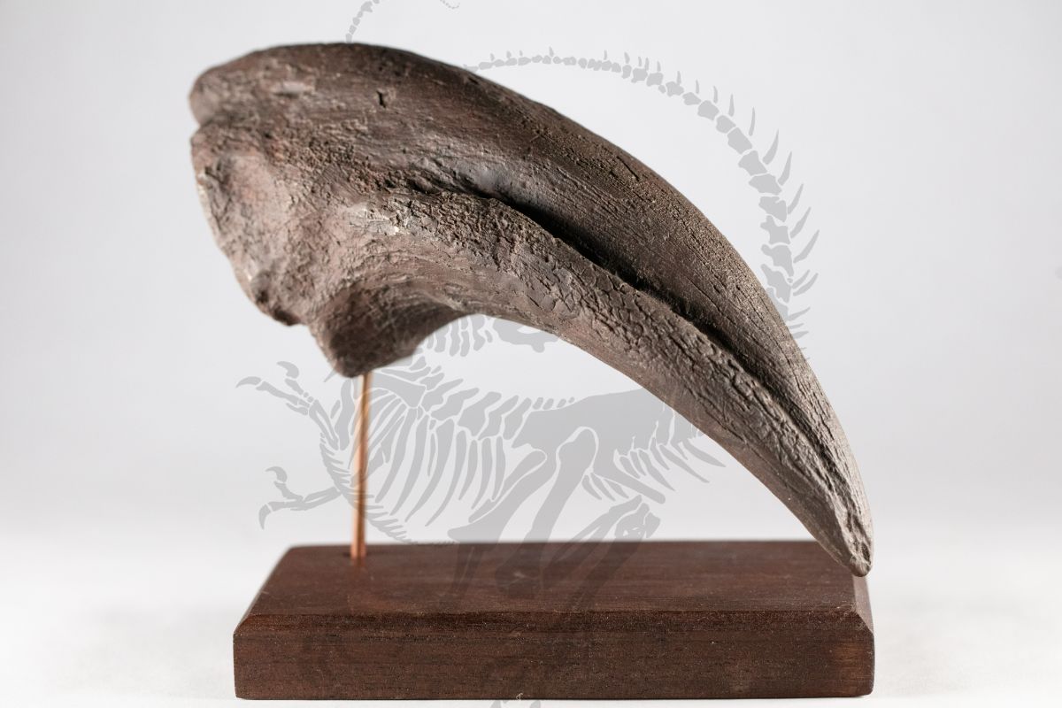 Tyrannosaurus Rex Toe Claw