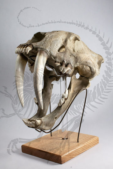 Smilodon Skull