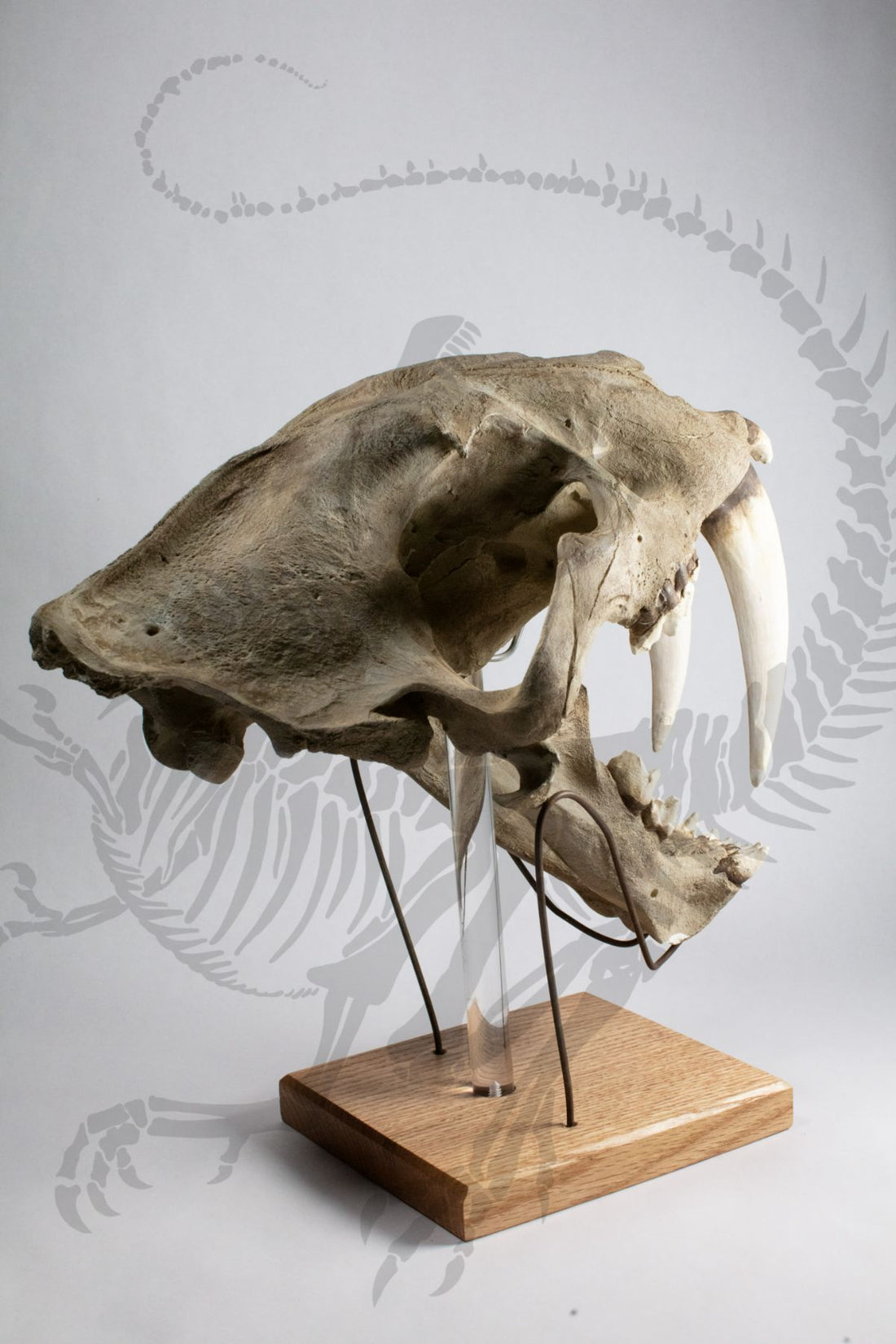 Smilodon Skull