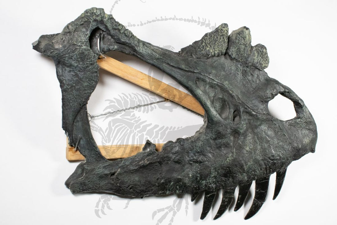 Ceratosaurus Partial Skull